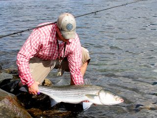 Cape Cod Canal Striped Bass