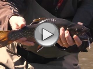 Cape Cod Kettle Pond Trout