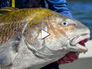 Delaware Bay Black Drum