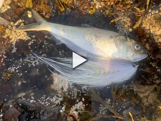 BEAST Fleyes and Northern Stripers with Captain Ben Whalley