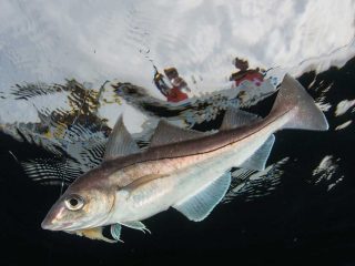 hooked haddock