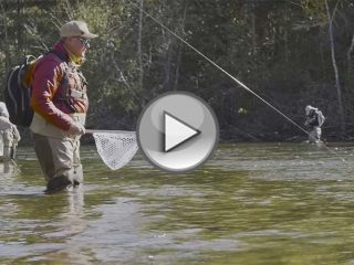 Maine Landlocked Salmon