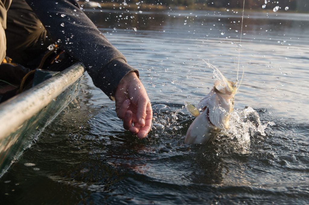 landing a schoolie