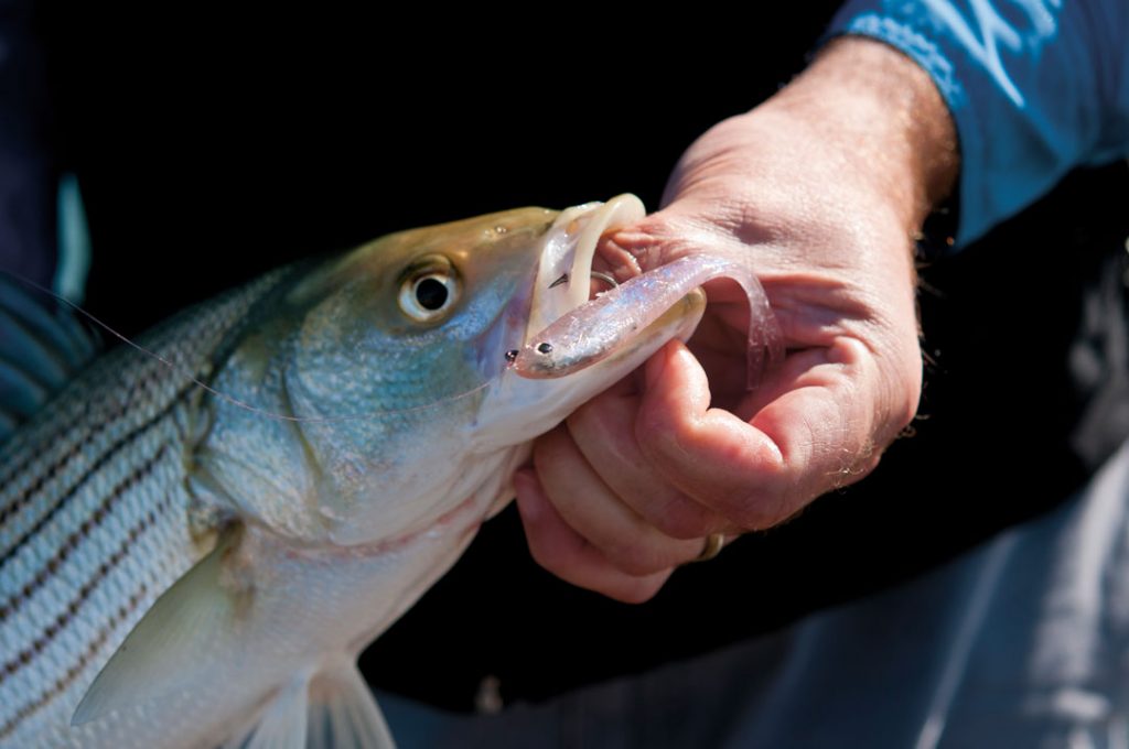 schoolie on swim shad