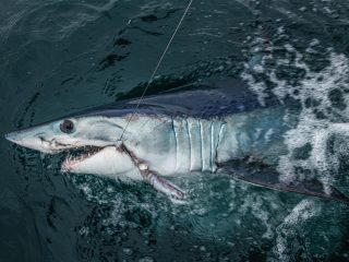 Spinning Gear Sharks